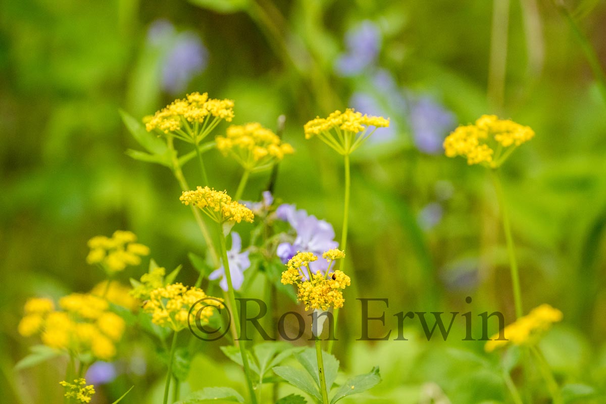 Golden Alexanders & Wild Blue Phlox