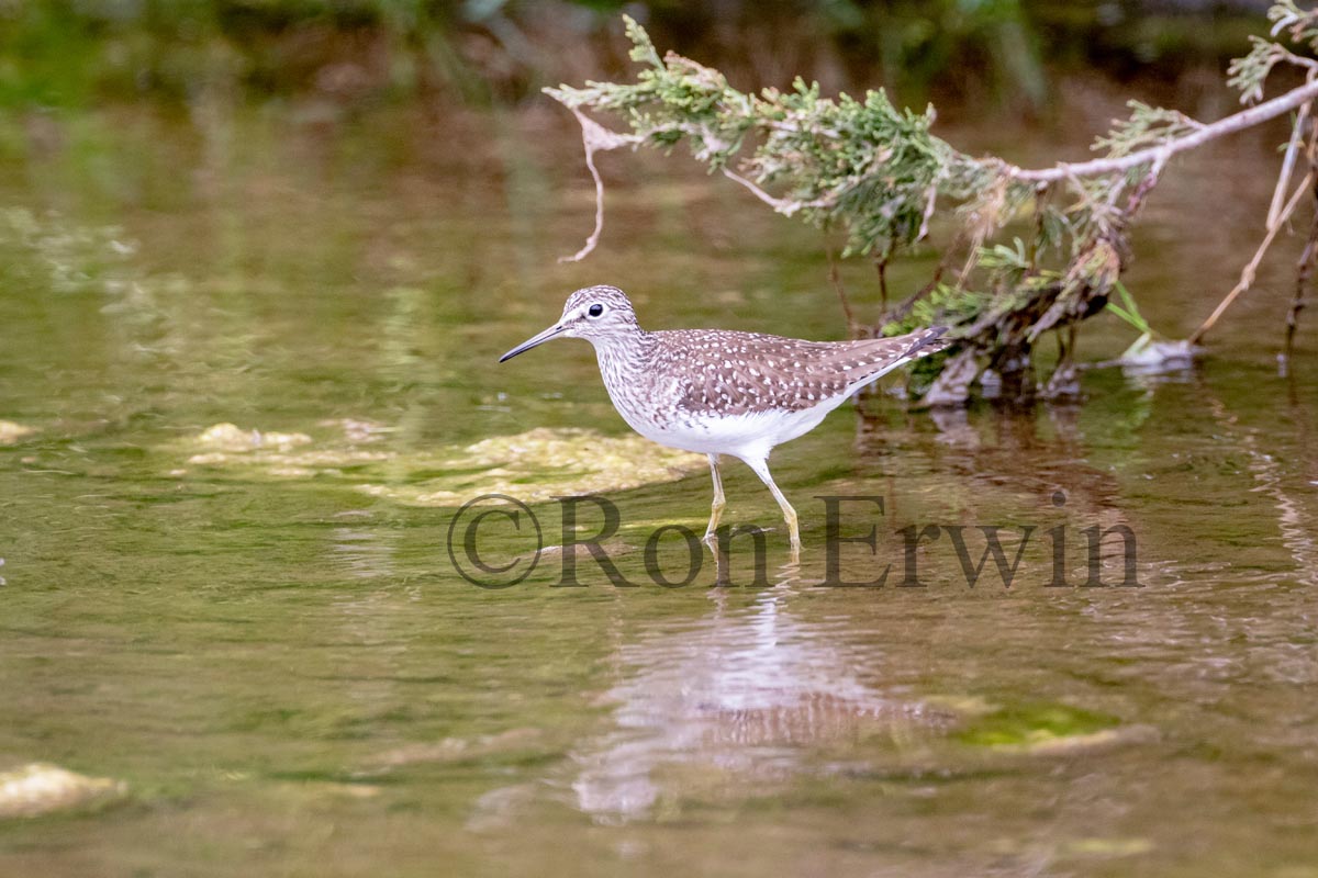 Solitary Sandpiper