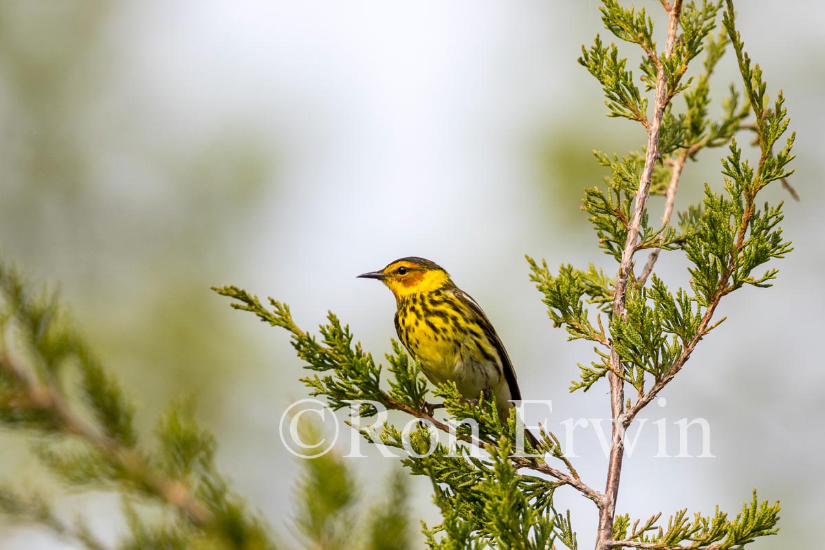 Male Cape May Warbler