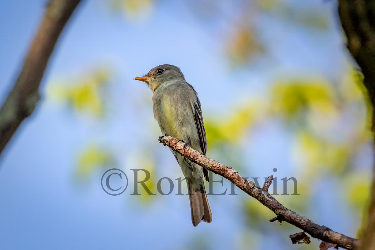 Eastern Wood Pewee