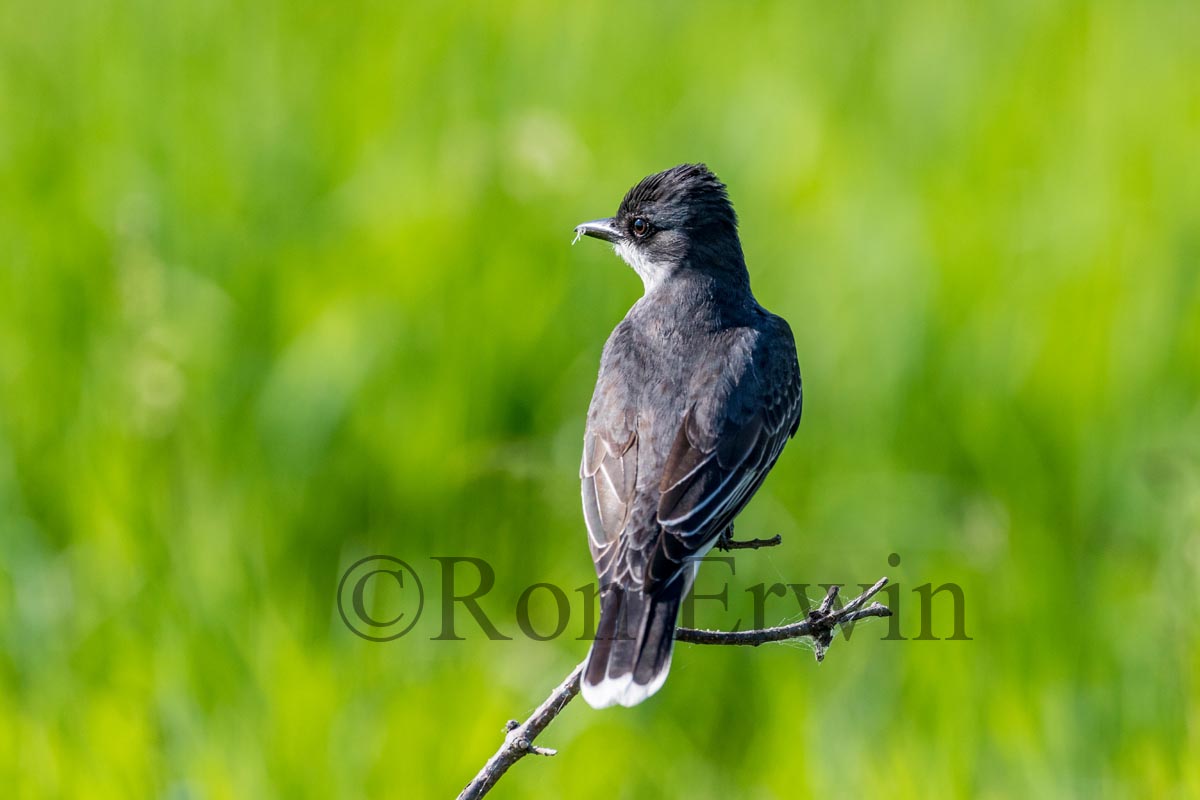 Eastern Kingbird