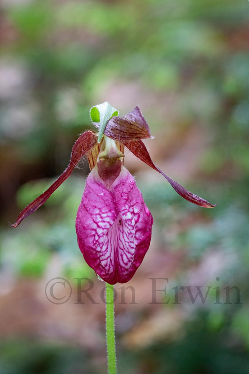Pink Lady's Slipper