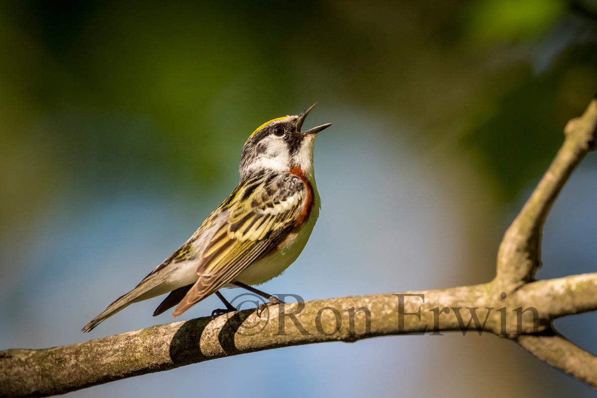 Chestnut-sided Warbler Male