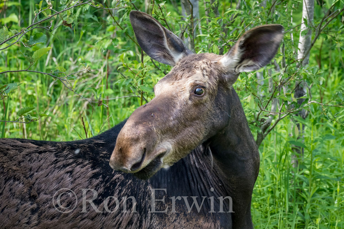 Female Moose