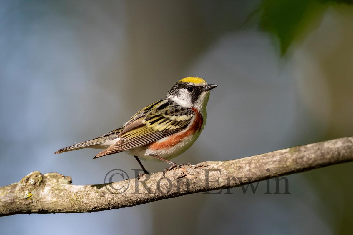 Chestnut-sided Warbler Male