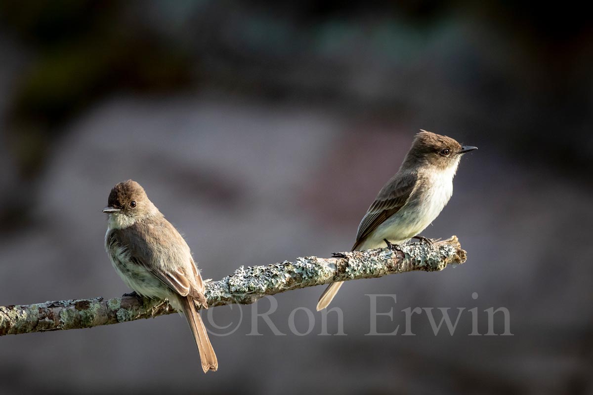 Eastern Phoebe