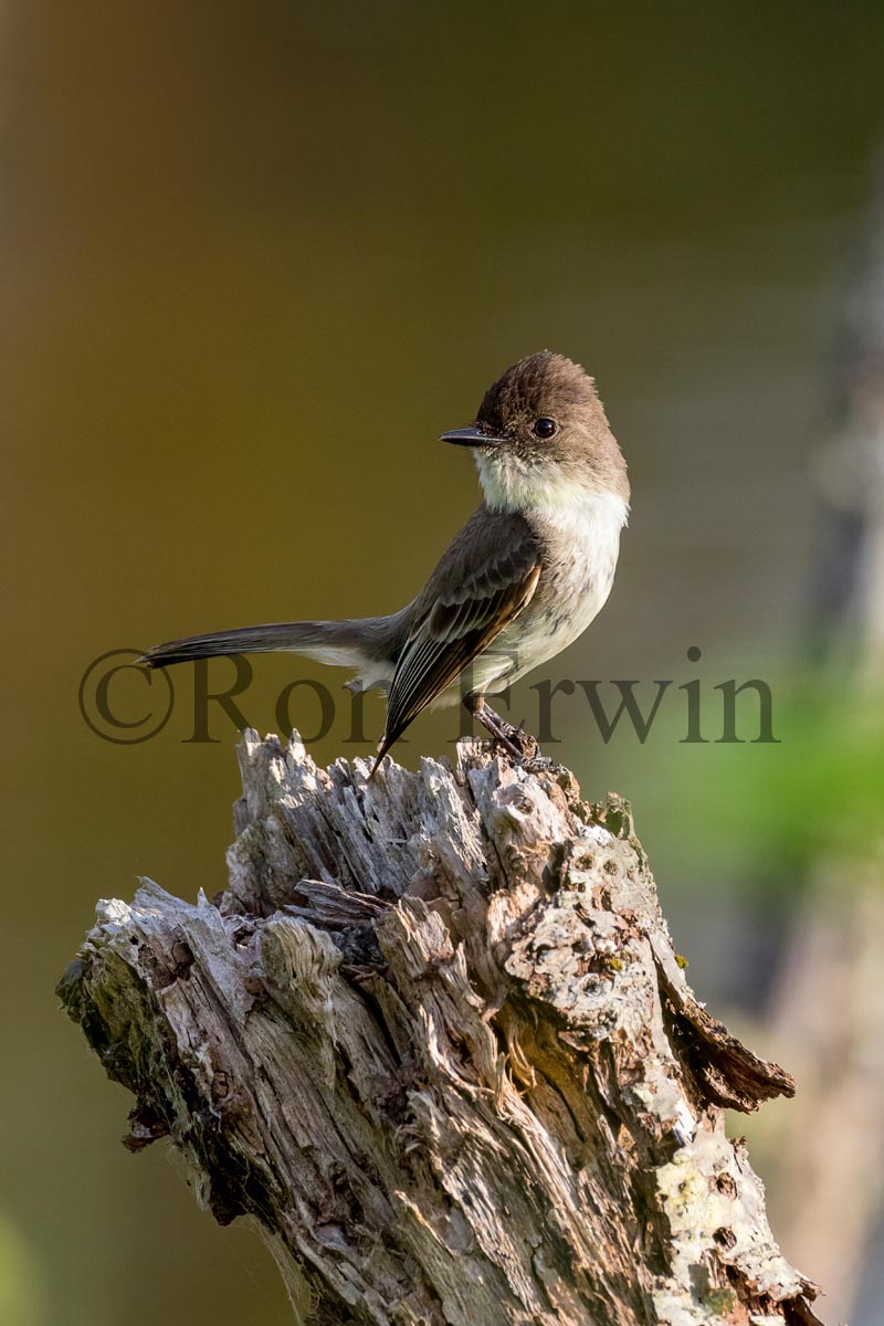 Eastern Phoebe