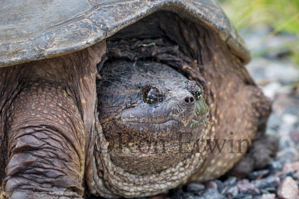 Snapping Turtle
