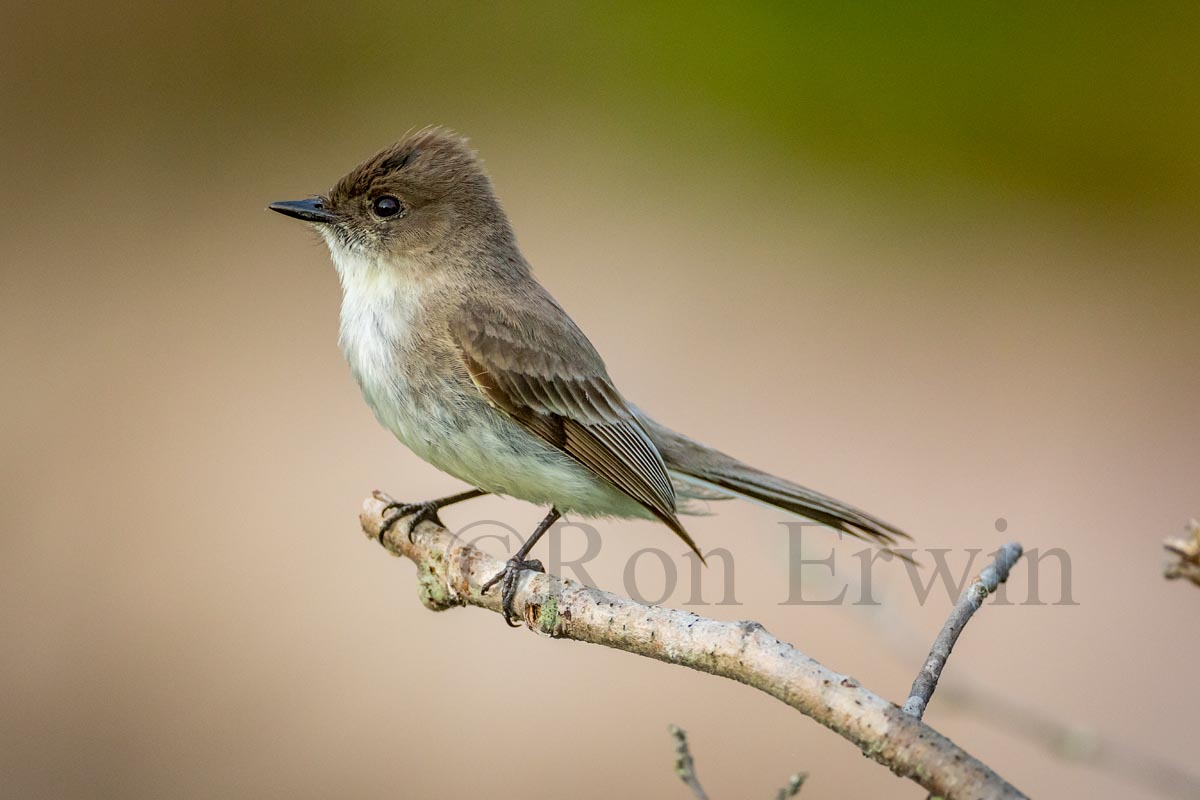 Eastern Phoebe