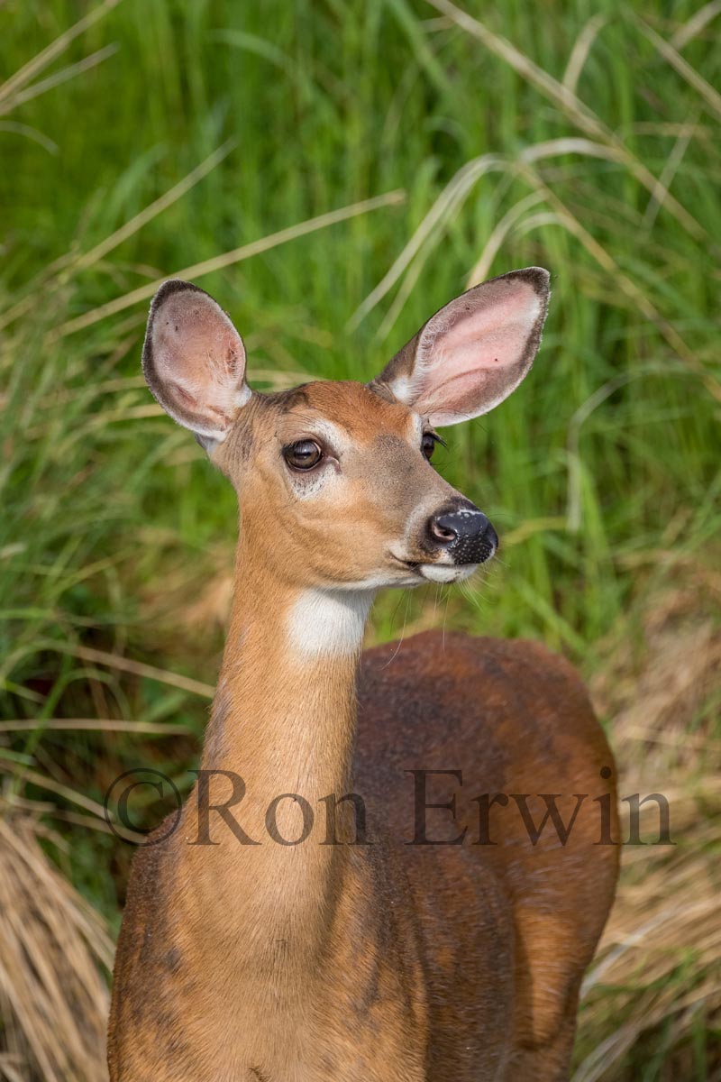 White-tailed Deer
