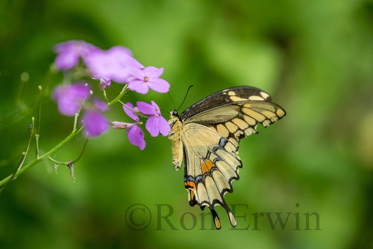 Eastern Giant Swallowtail