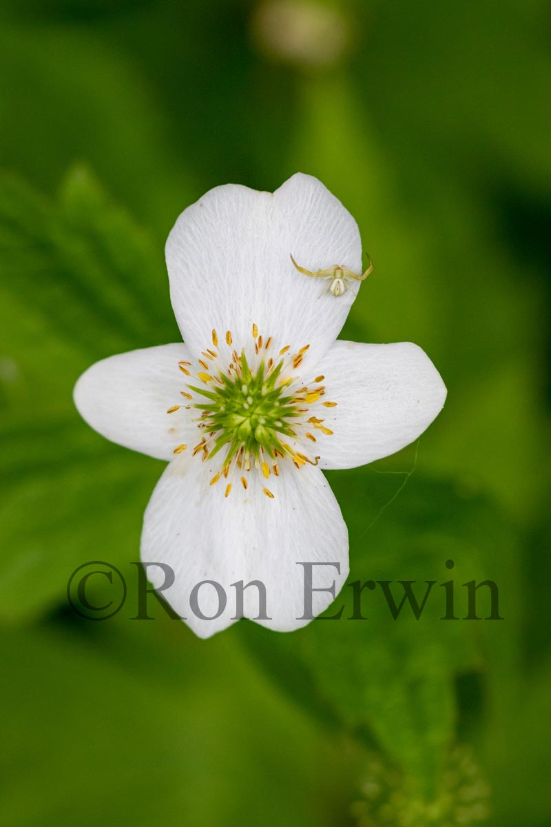 Canada Anemone