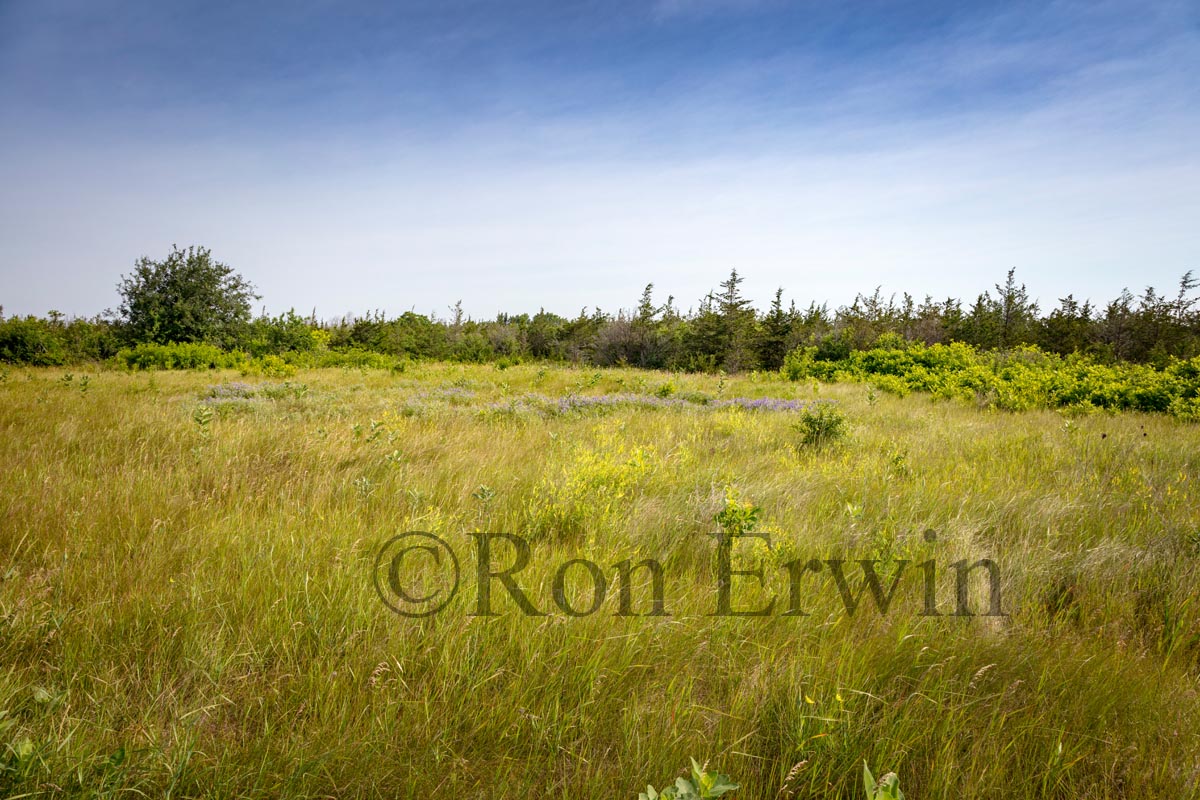 Grassland Alvar PEC