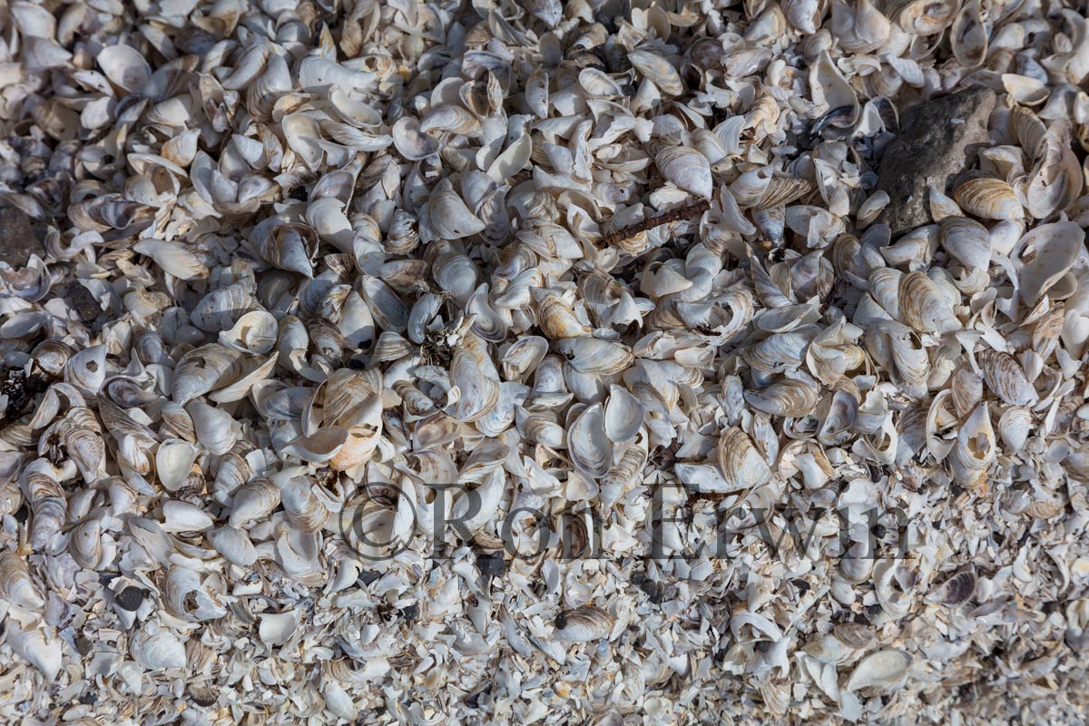 Zebra and Quagga Mussel Shells