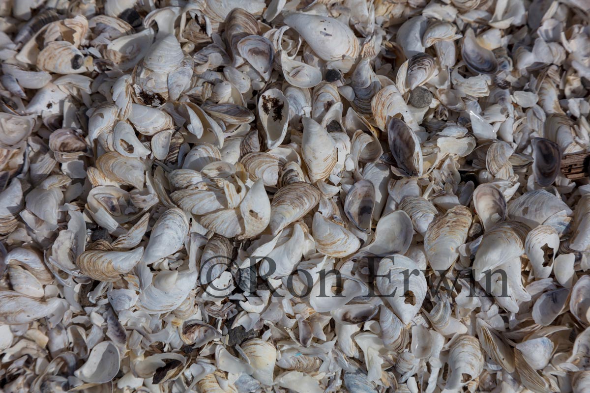 Zebra and Quagga Mussel Shells