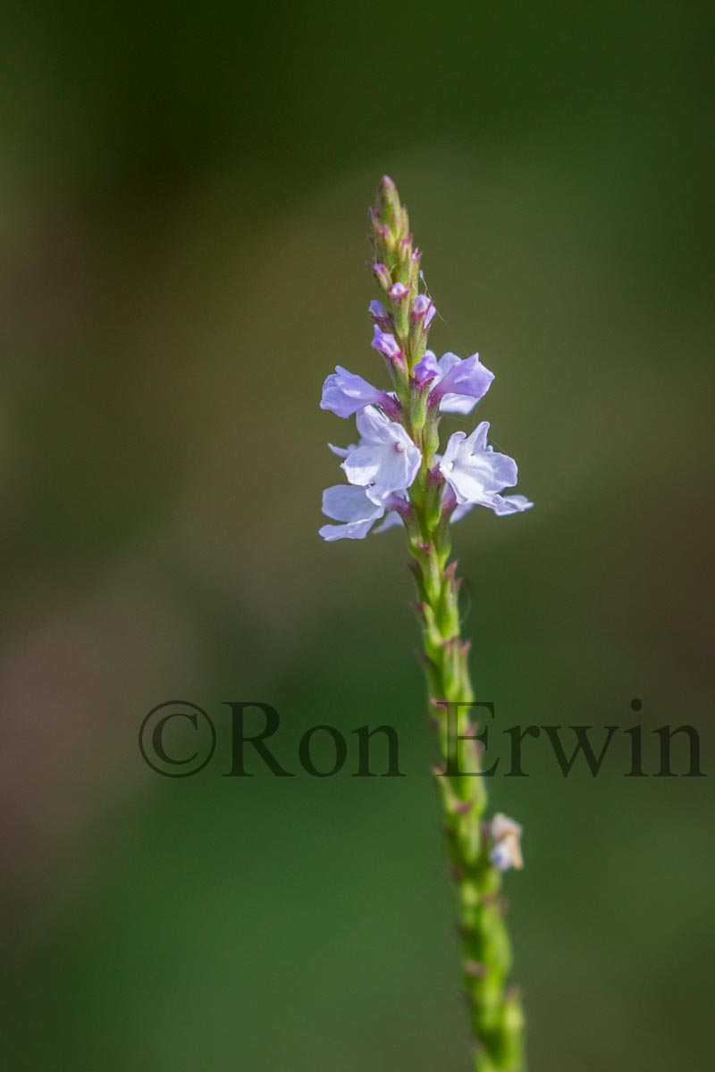 Narrow-leaved Vervain