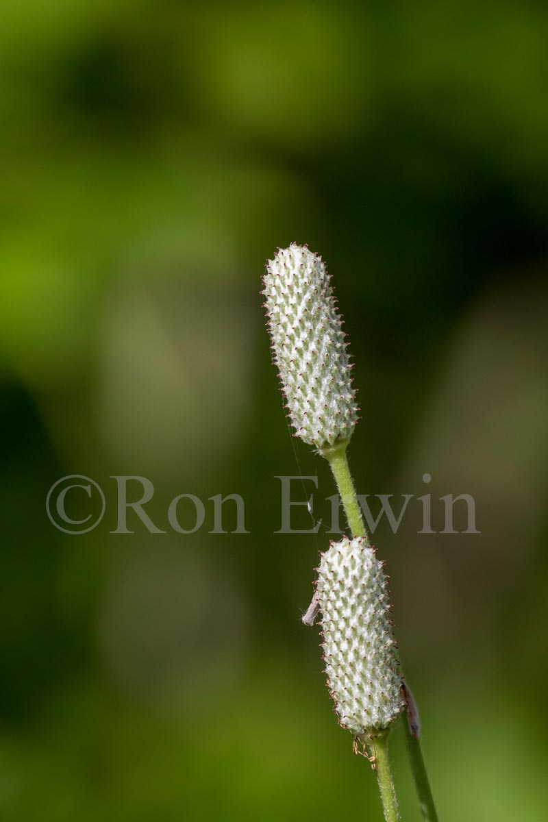 Thimbleweed Seed Heads