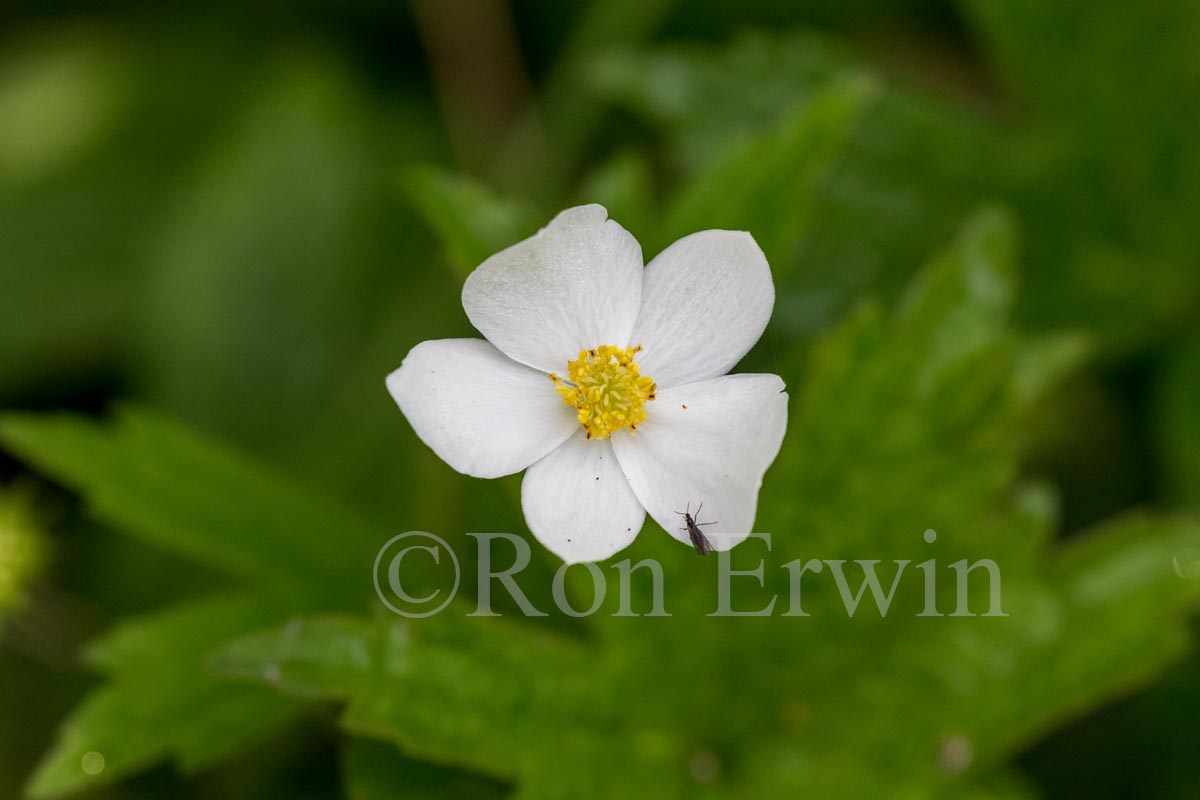 Canada Anemone