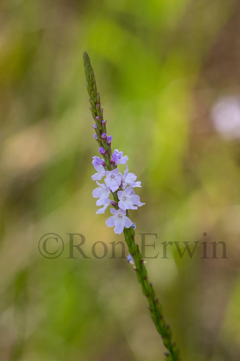 Narrow-leaved Vervain