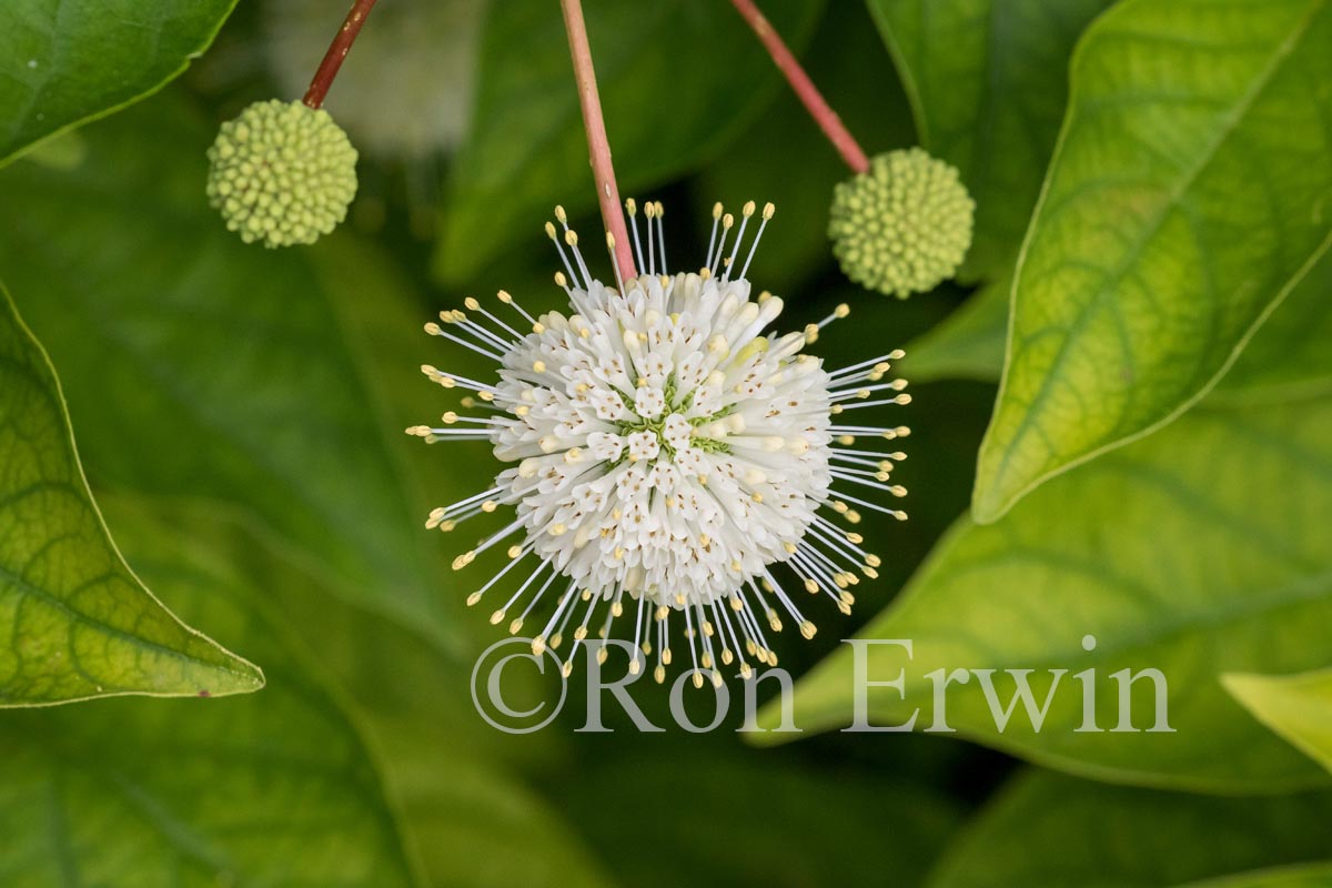 Buttonbush