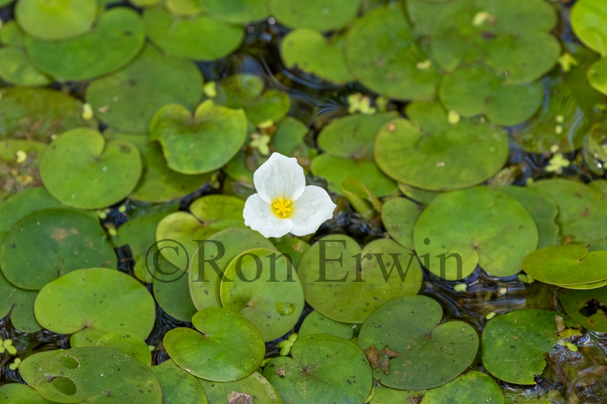 Invasive European Frog-bit 