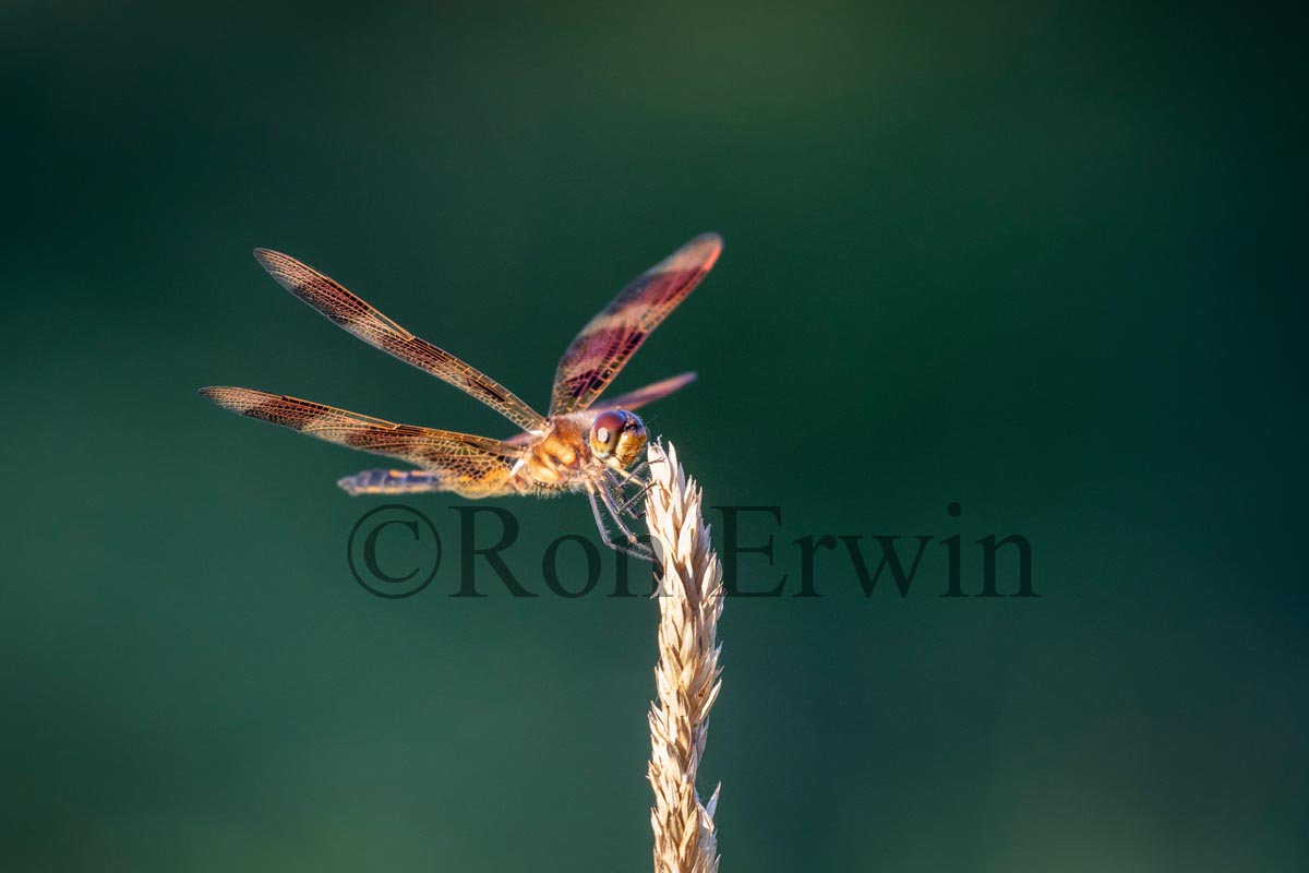 Male Halloween Pennant Dragonfly