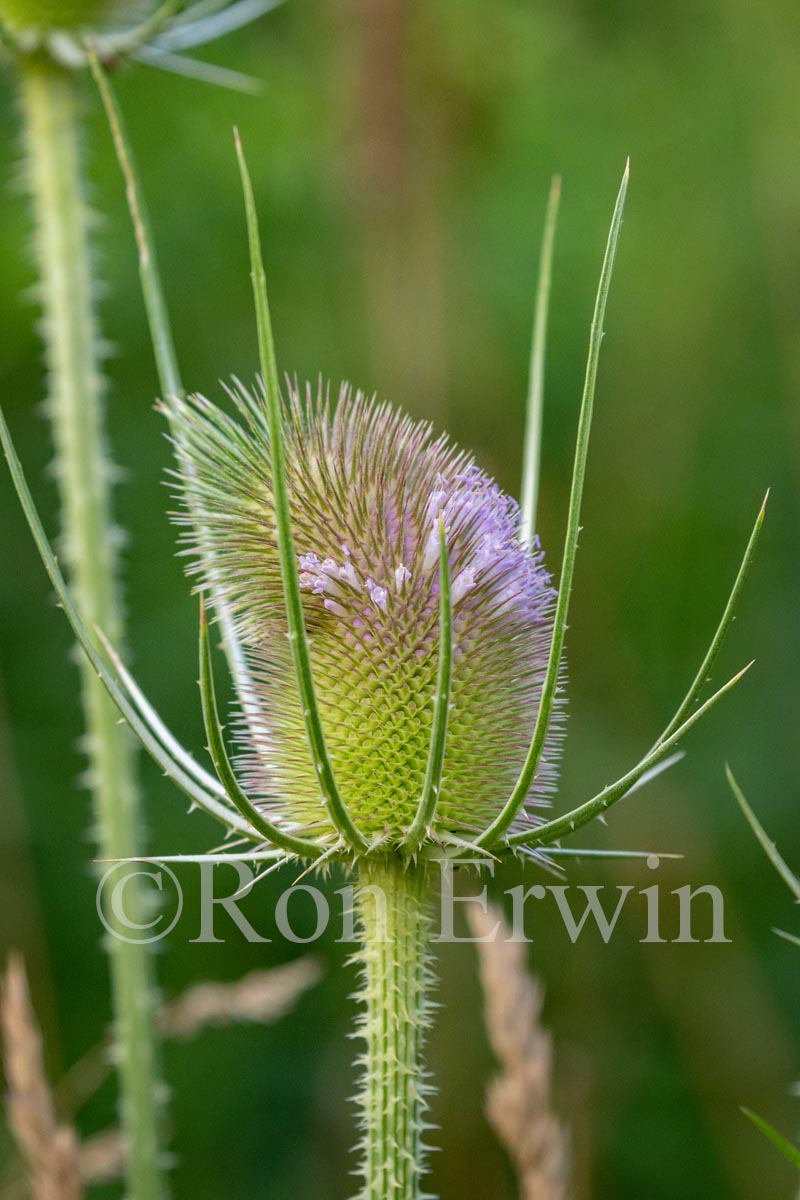 Teasel