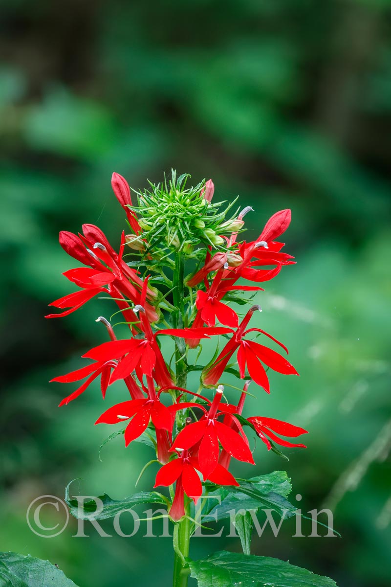 Cardinal Flower