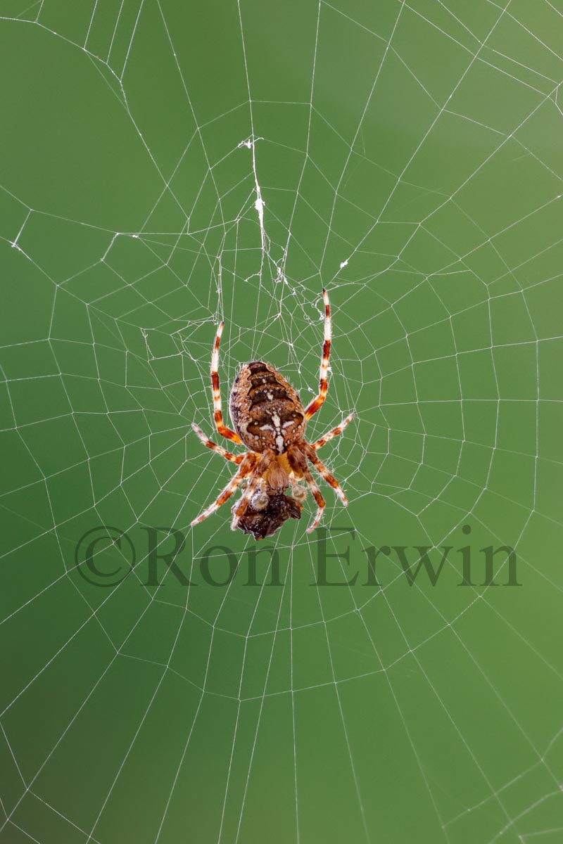 Cross Orbweaver
