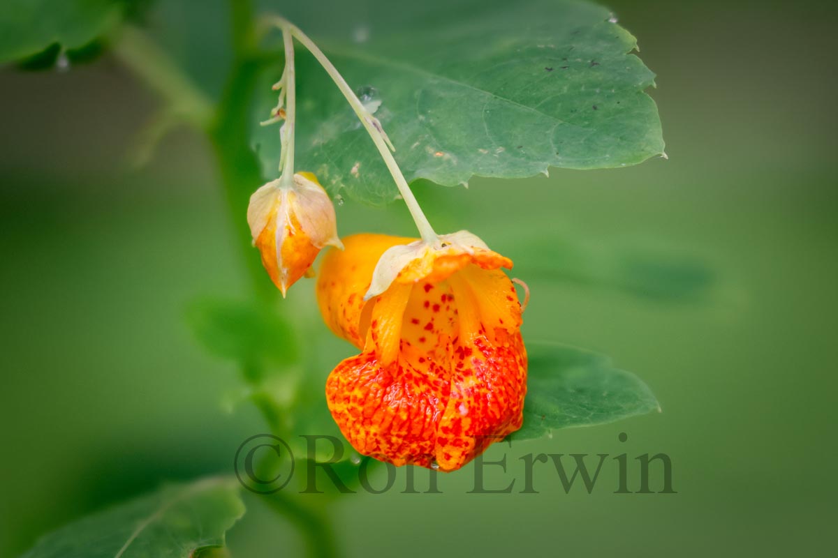 Jewelweed