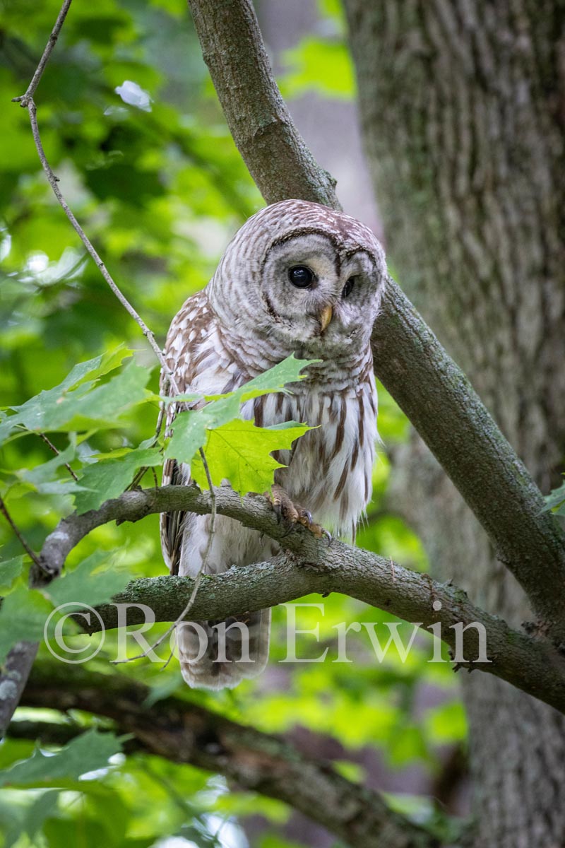 Barred Owl