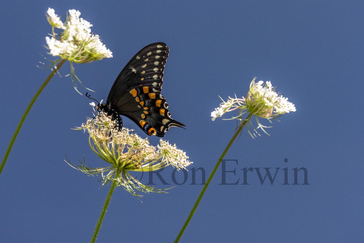 Black Swallowtail Butterfly