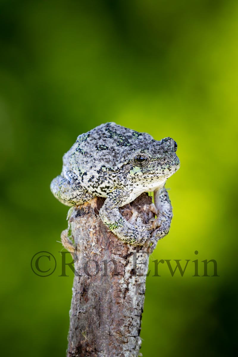 Gray Treefrog