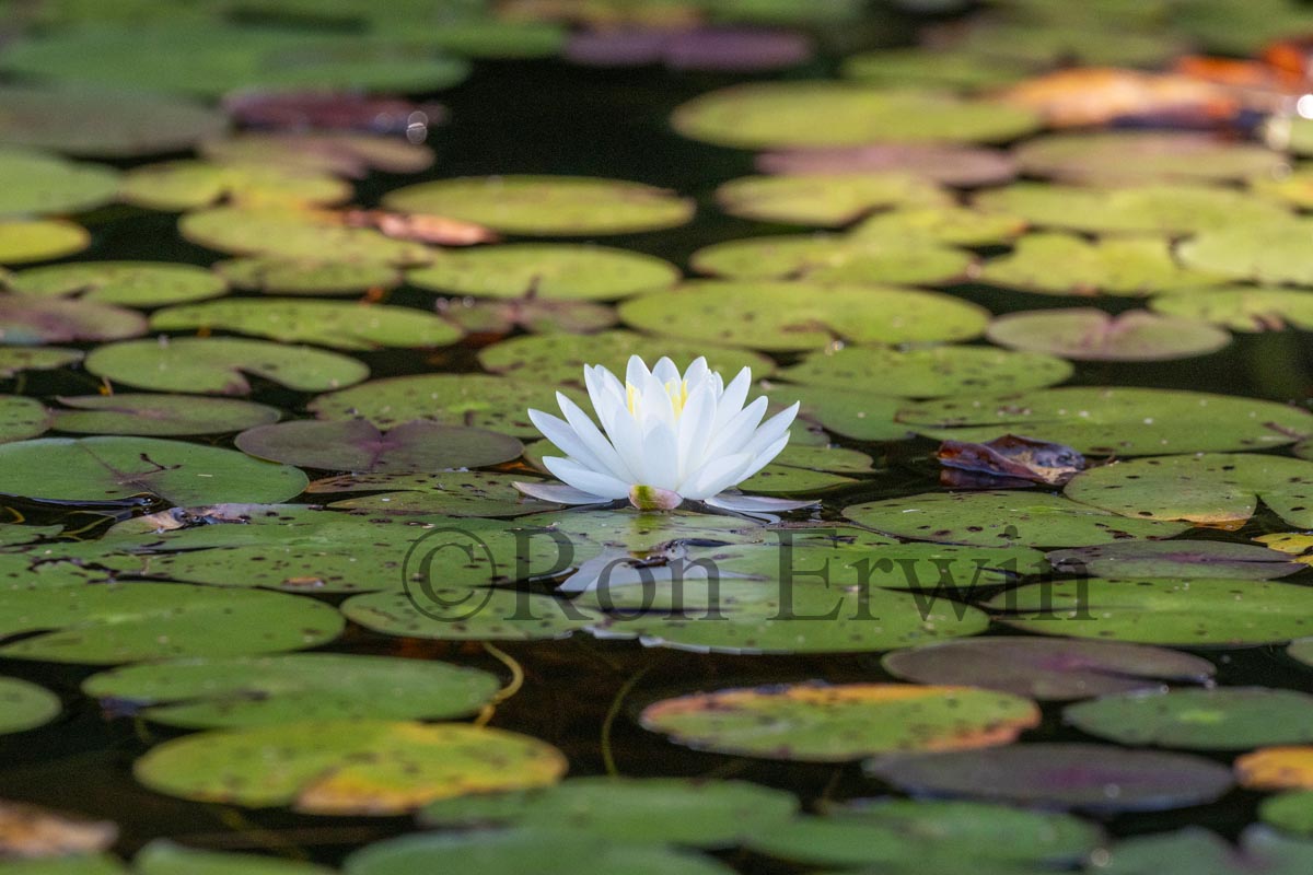 White Water Lily 