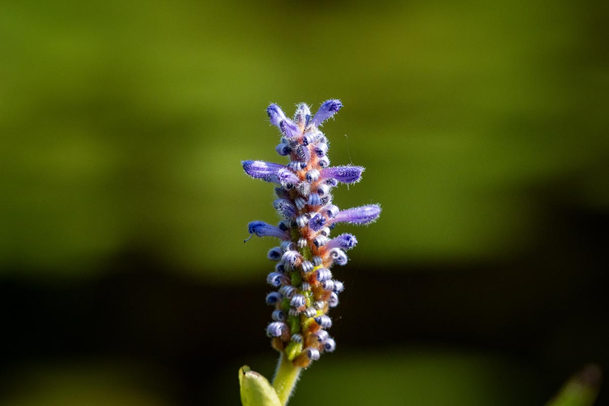 Pickerel Weed