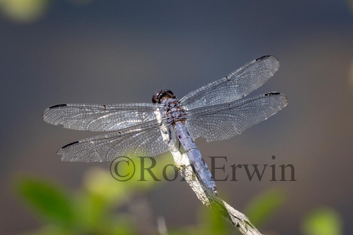 Male Slaty Skimmer