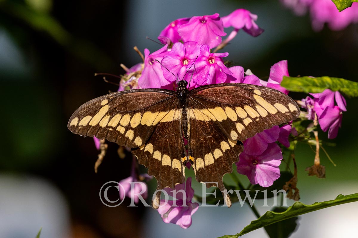 Giant Swallowtail