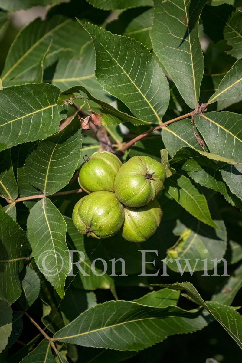 Shagbark Hickory Fruit