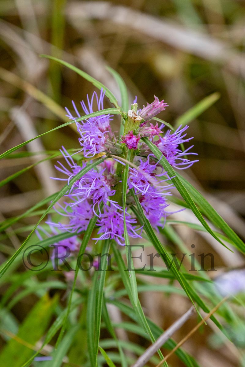 Cylindrical Blazing Star
