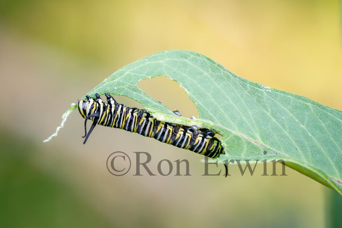 Monarch Caterpillar