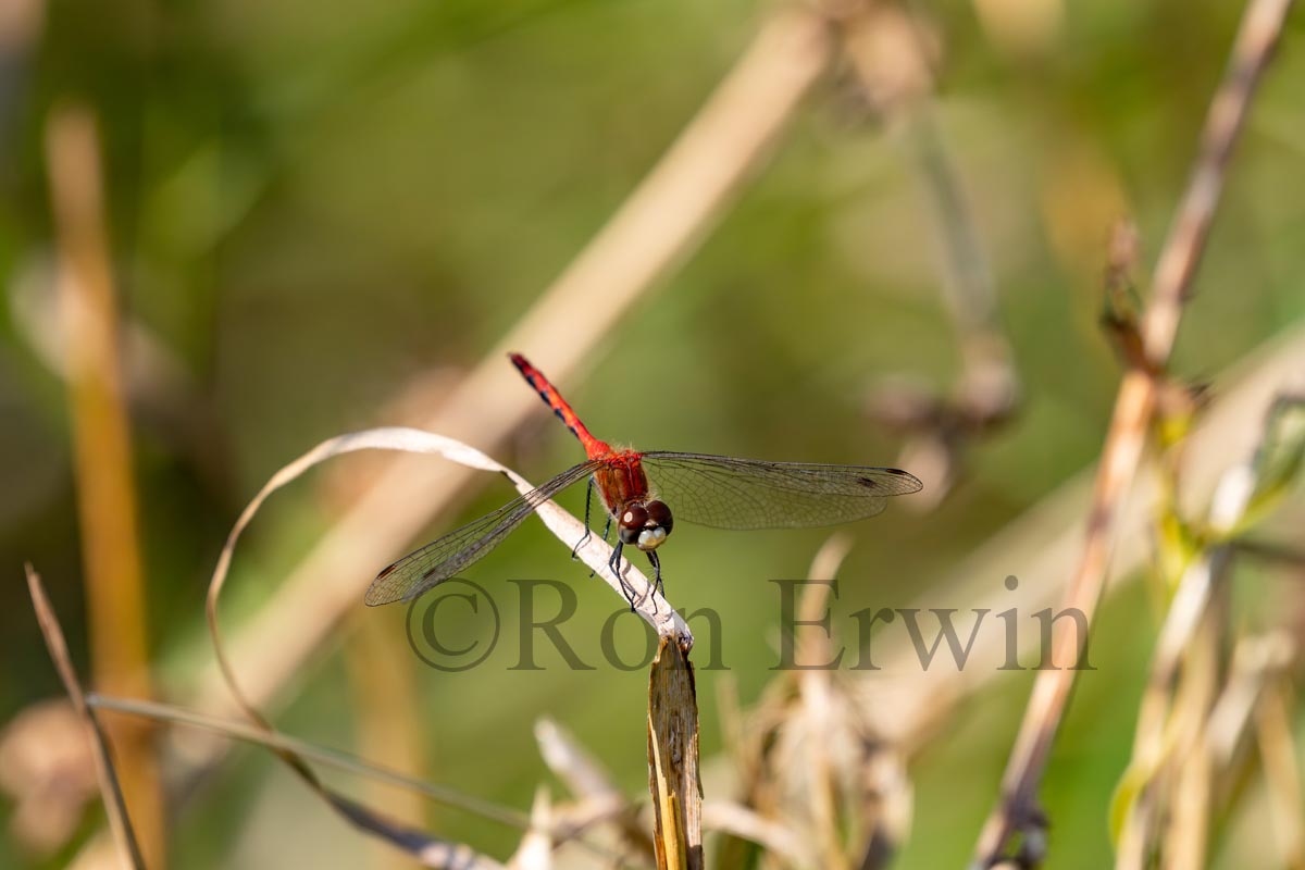 White-faced Meadowhaw Male