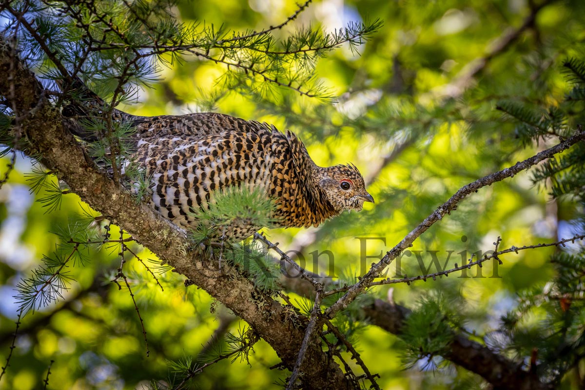 Spruce Grouse Female