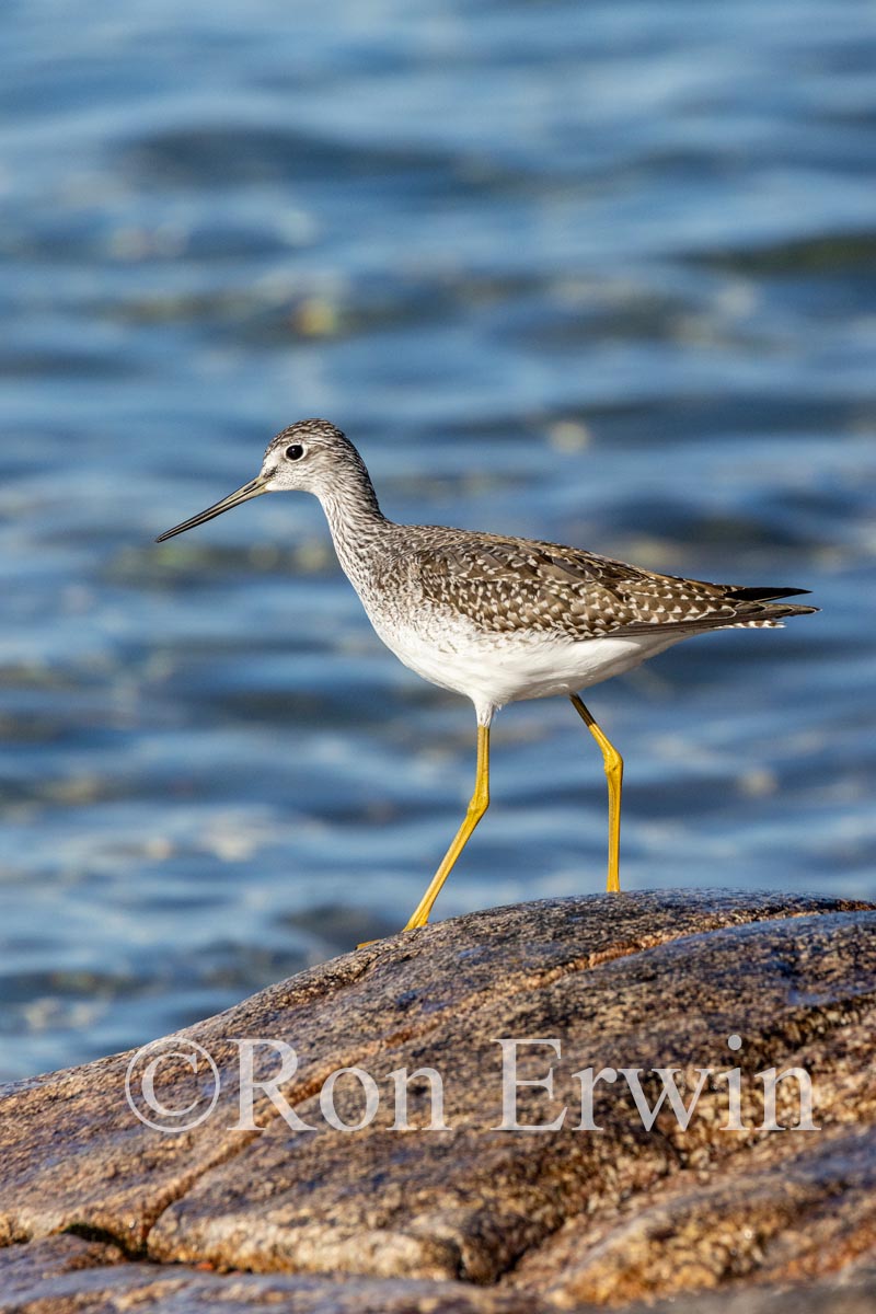 Greater Yellowlegs