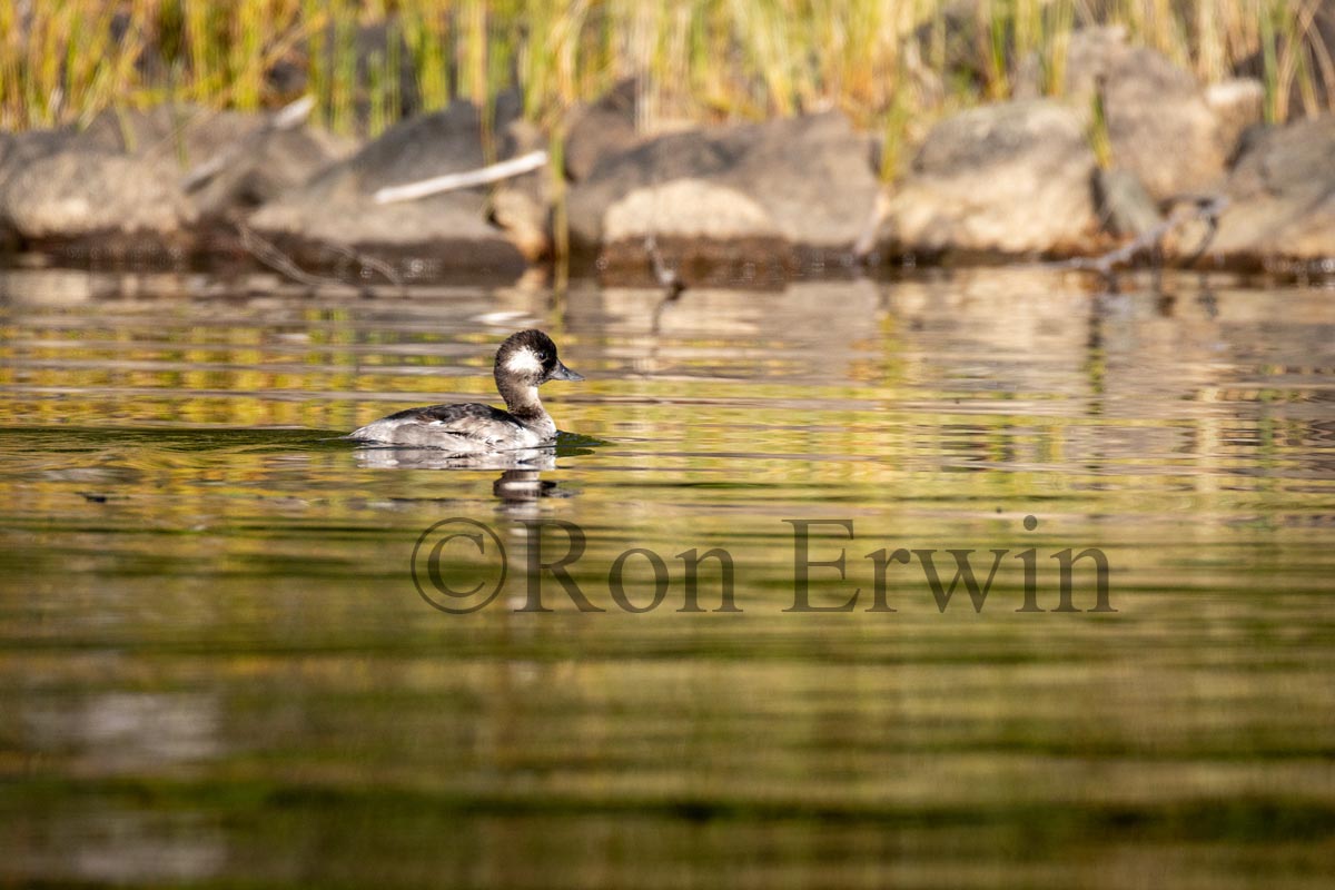 Bufflehead