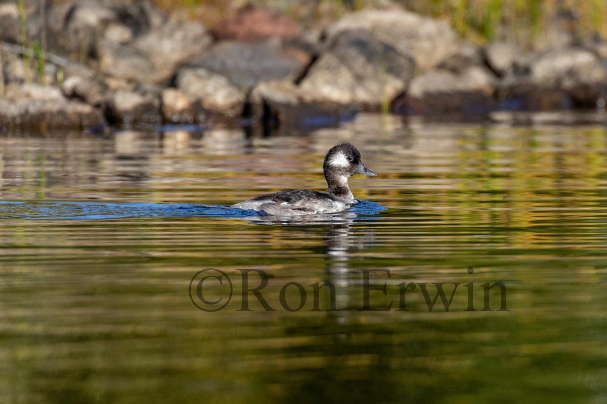 Bufflehead