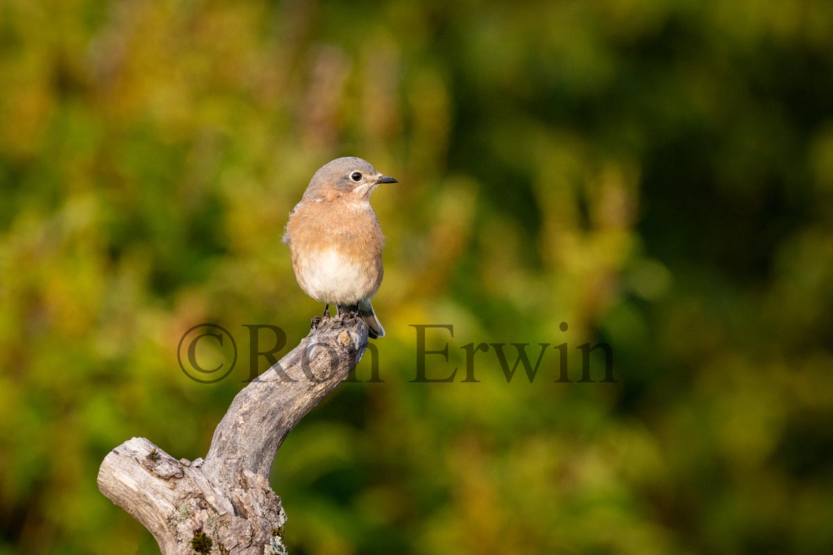 Eastern Bluebird