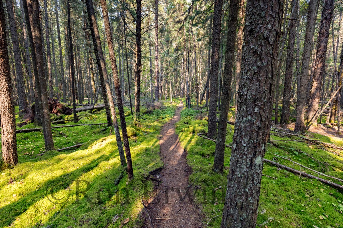 Boreal Forest, Ontario