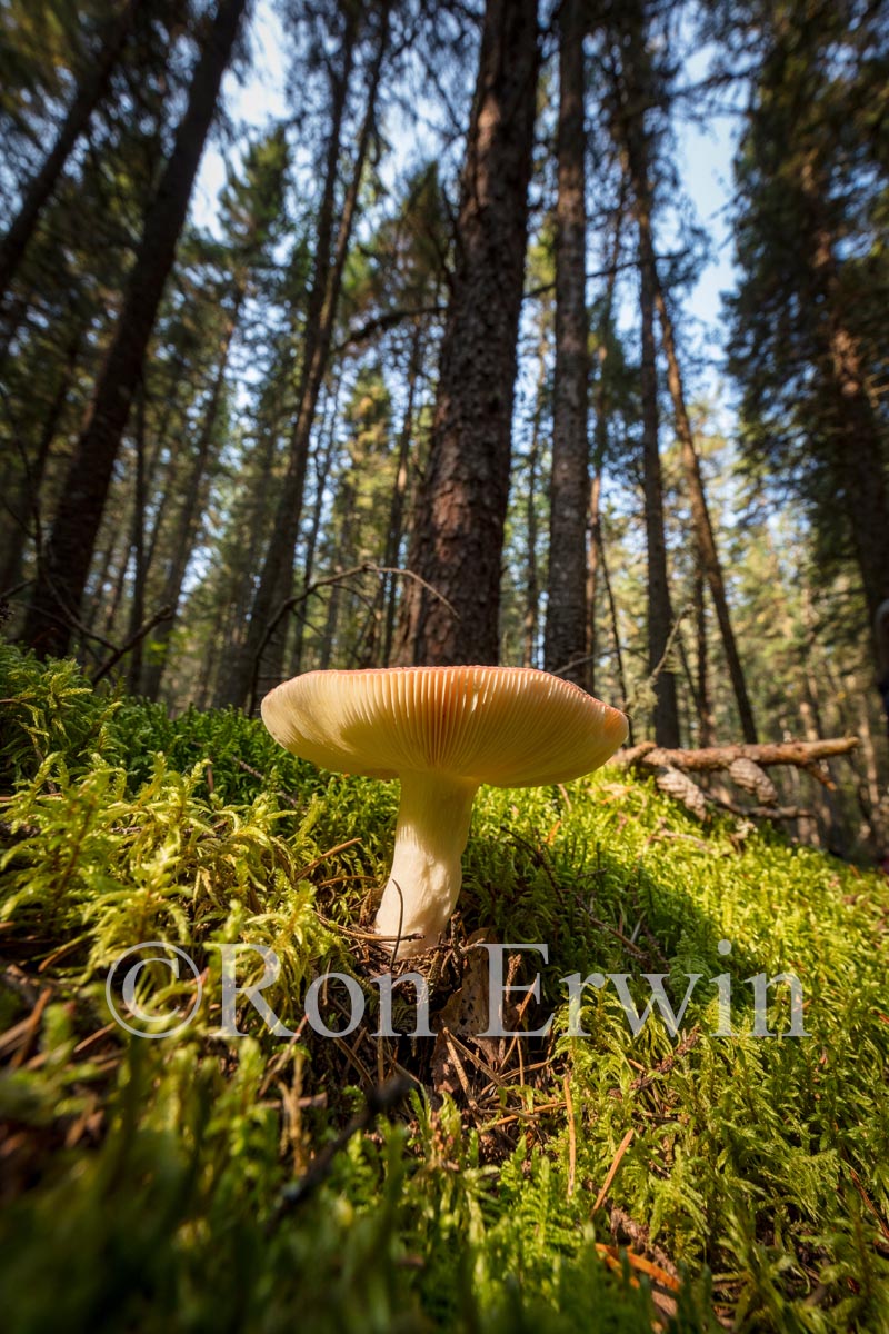 Fungus & Boreal Forest