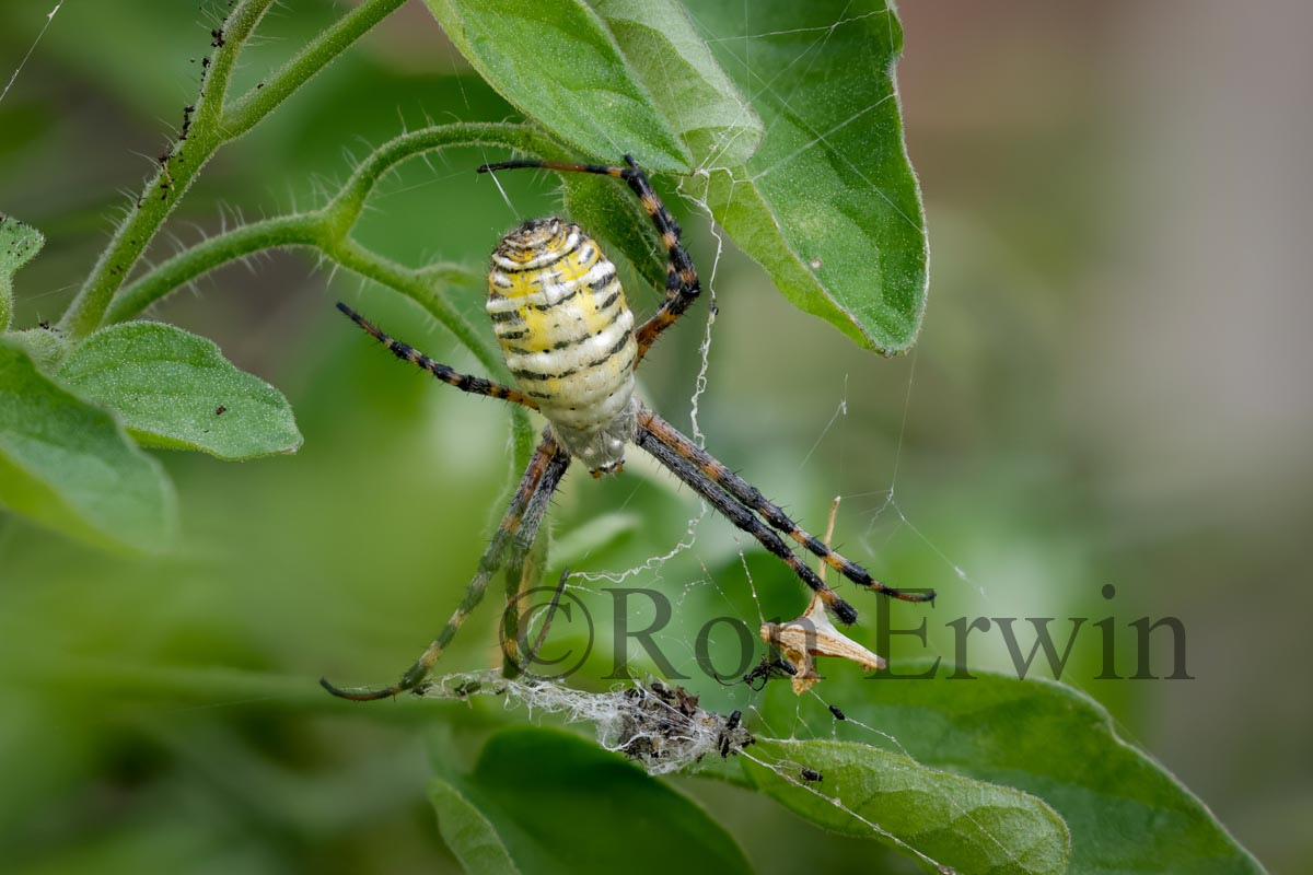 Banded Garden Spider