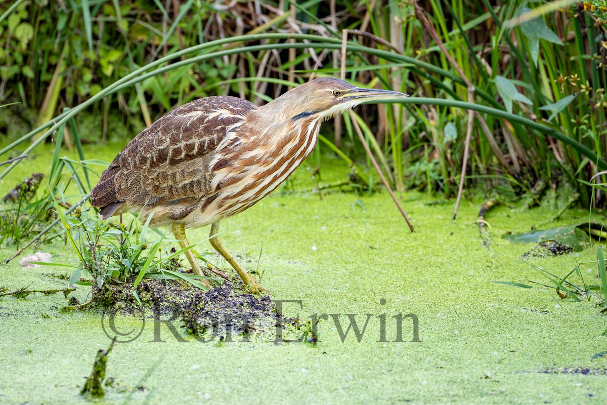 American Bittern
